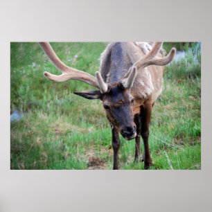 Poster Bull Elk dans Velvet