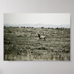 Poster Bull Elk P2800 Imprimer