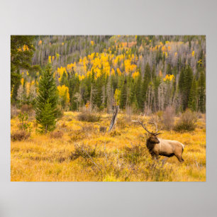 Poster Bull Elk   Rocky Mountain National Park Colorado