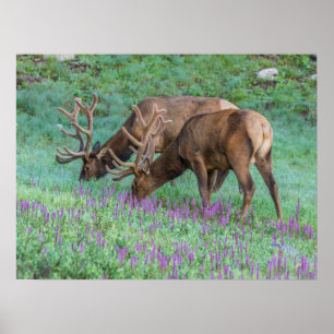 Poster Bull Elks Rocky Mountain National Park, Colorado