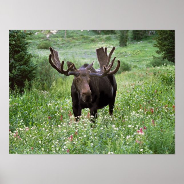 Poster Bull moose Alces alces) en fleur sauvage, (Devant)