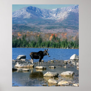 Poster Bull Moose et Mont Katahdin