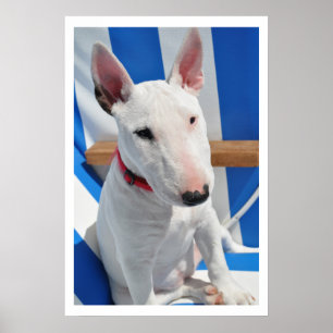 Poster Bull Terrier