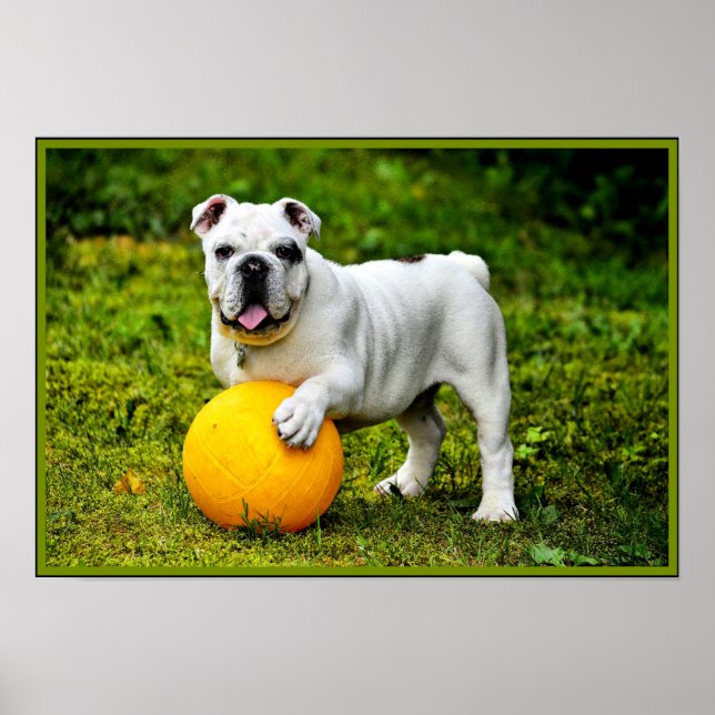 Poster Bulldog anglais avec balle (Devant)