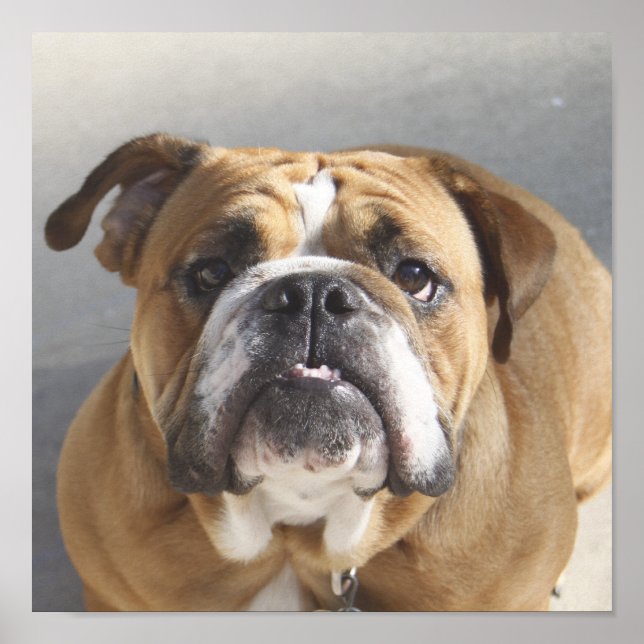 Poster Bulldog Face - Bulldog anglais, Brown (Devant)