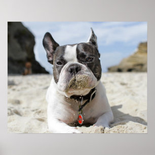 Poster bulldog français