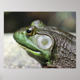 Poster Bullfrog pensées Nature