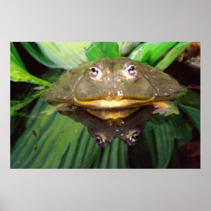 Poster Bullfrog, Pyxicephalus 2