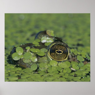 Poster Bullfrog, Rana catesbeiana, adulte en algue