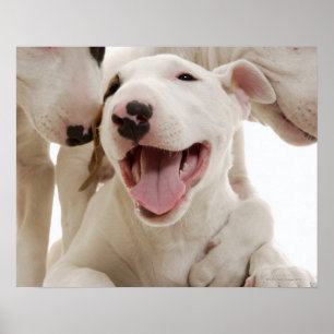 Poster Bulls-terrier joyeux