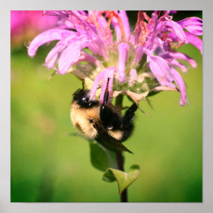 Poster Bumble Bee On Bee Balm Flower Close Up