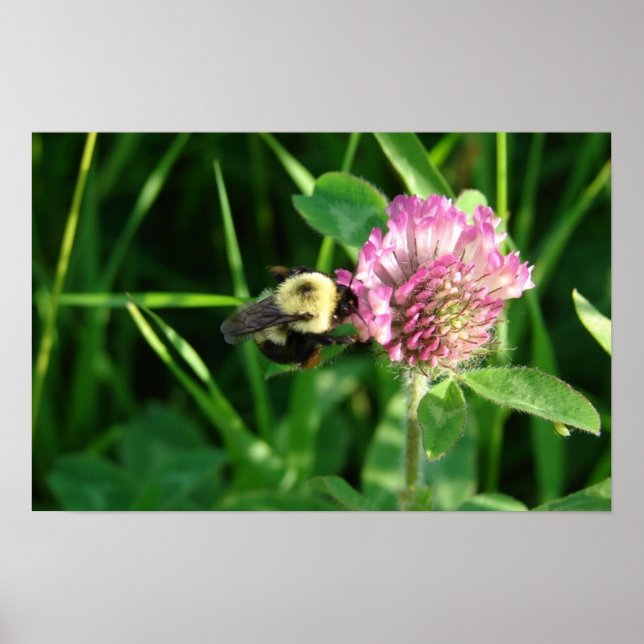 Poster Bumble Bee on Clover (Devant)