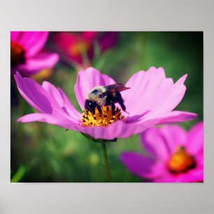 Poster Bumble Bee On Rose Cosmos Flower Close Up
