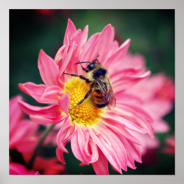 Poster Bumble Bee On Rose Daisy Flower 2 (Devant)