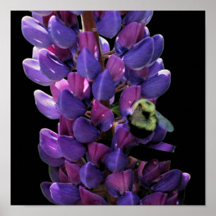 Poster Bumble Bee On Wild Lupine Flower Close Up