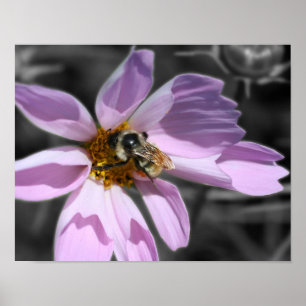 Poster Bumble Bee Sur Cosmos Couleur Partielle Fleur