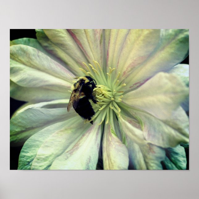 Poster Bumble Bee Sur La Fleur Clematis Blanche (Devant)