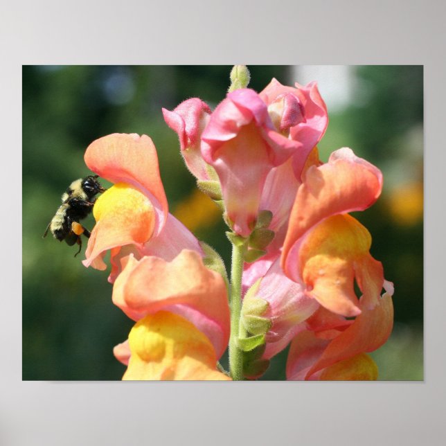 Poster Bumble Bee Sur Snapdragon Flower Nature (Devant)