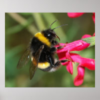 Bumblebee