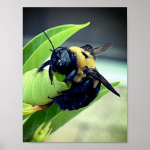 Poster Bumblebee on flower Photographie Décor mur Imprime