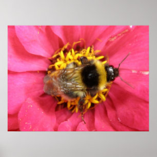 Poster Bumblebee Print