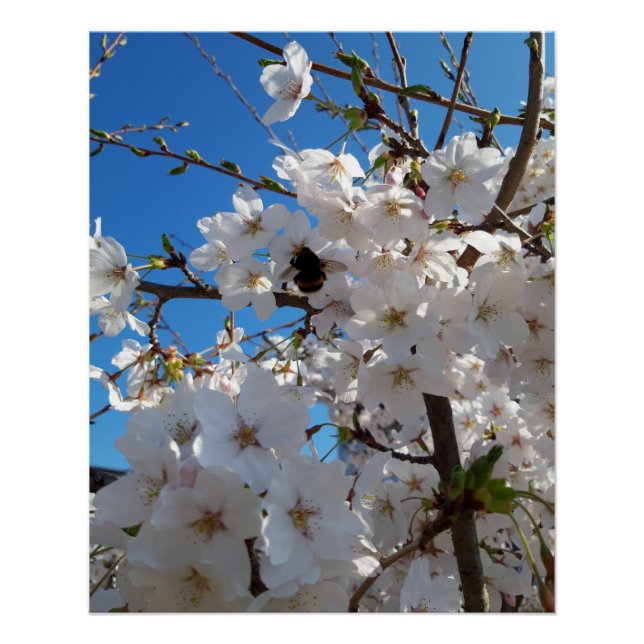 Poster Bumblebee sur la fleur de cerisier sauvage (Devant)