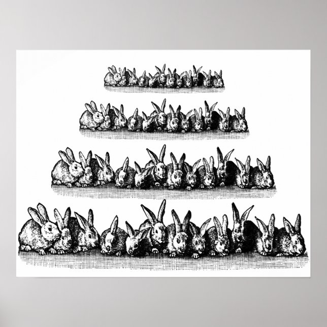 Poster Bunnies (Devant)