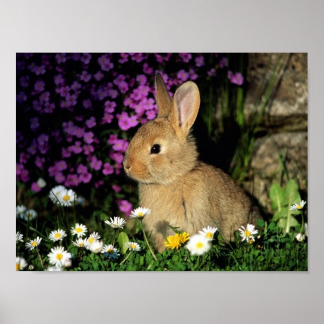 POSTER BUNNY (Devant)