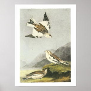 Poster Bunting de neige par Audubon