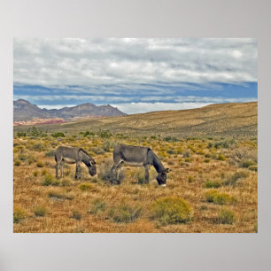 Poster Burros sauvages de canyon rouge de roche