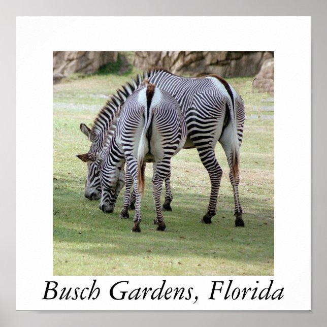 Poster Busch Gardens, Floride (Devant)