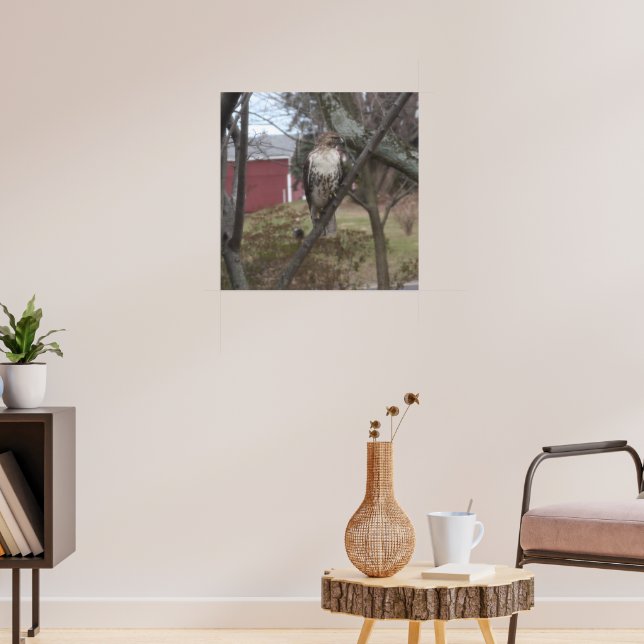 Poster Buse à queue rouge dans l'arbre (Salon 3)