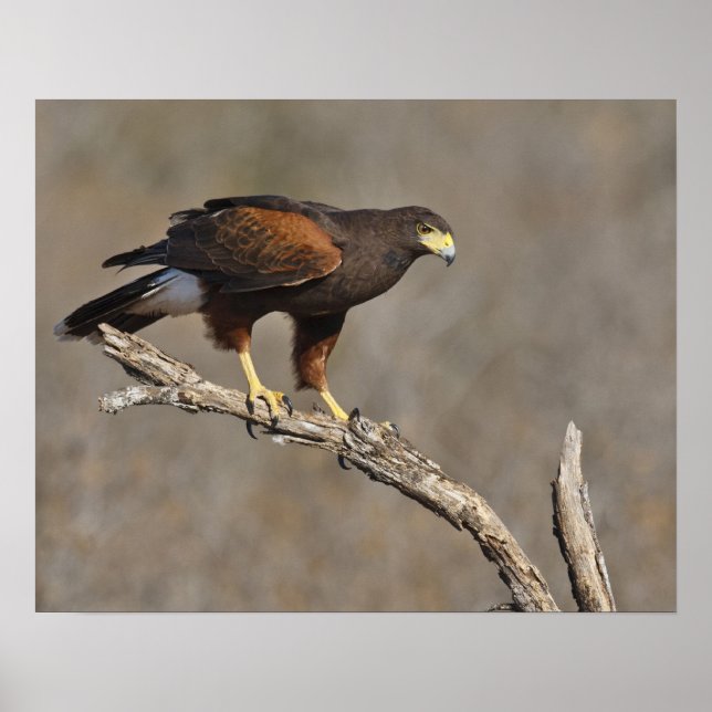 Poster Buse de Harris perchée rapace (Devant)