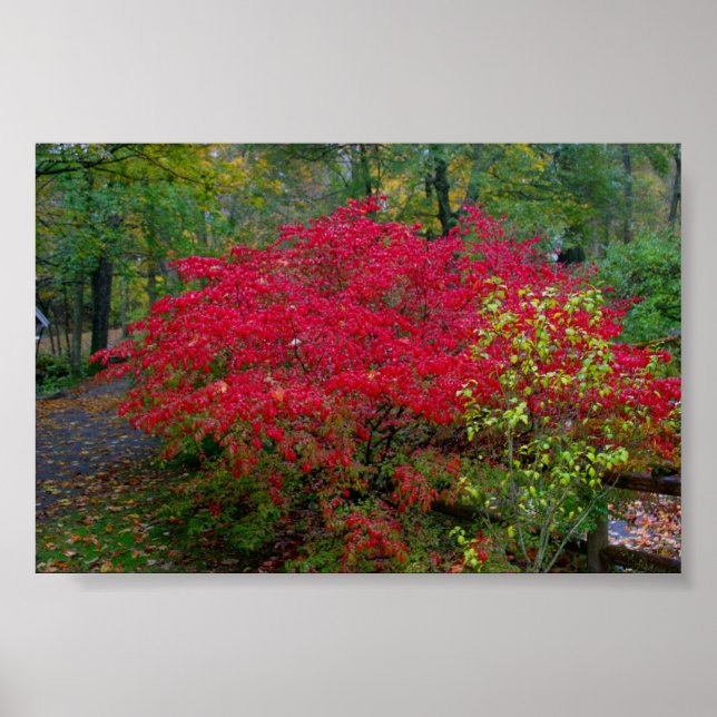 Poster Bush en feu (Devant)