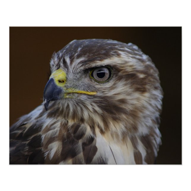 Poster Buteo buteo (Devant)
