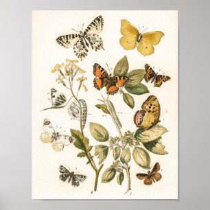 Poster Butterflies and Moths by William Forsell Kirby