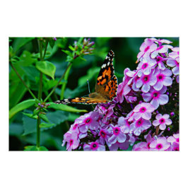 Poster Butterfly in Bloom