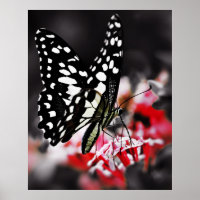 Butterfly on Red Flower