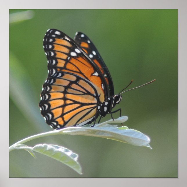 Poster Butterfly resting On A Leaf (Devant)