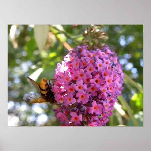 Poster Bye Bye Hoverfly (Devant)