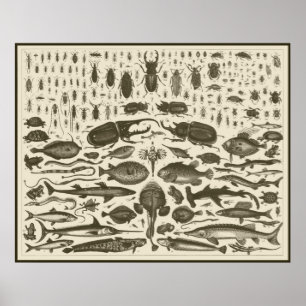 POSTER C R I T T R S