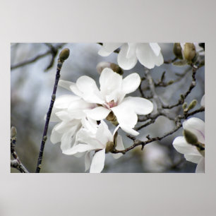 Poster Ça doit être le printemps, l'arbre des tulipes en