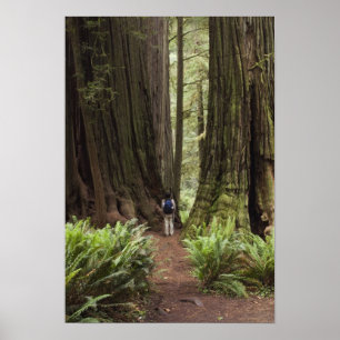 Poster CA, Jedediah Smith Redwoods State Park,