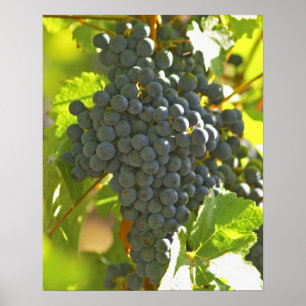 Poster Cabernet Sauvignon grape bunch in the Chateau
