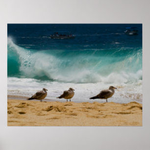Poster Cabo Seagull 2