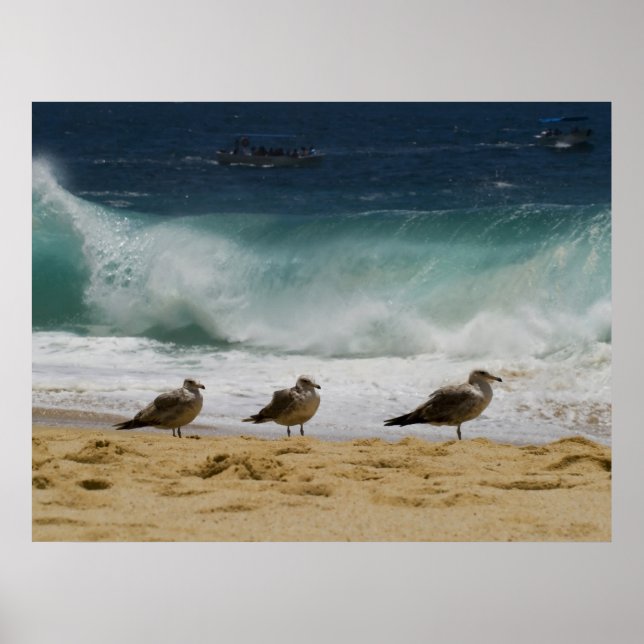 Poster Cabo Seagull 2 (Devant)