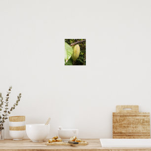 Poster cabosse de cacao