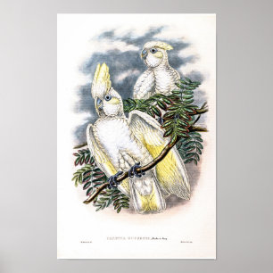 Poster Cacatoès de Ducorps vintage par John Gould