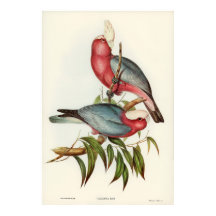 Cacatua à poitrine rose