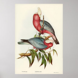 Poster Cacatua à poitrine rose
